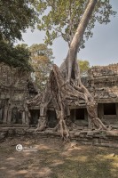 99-cambogia-2019-119-CO