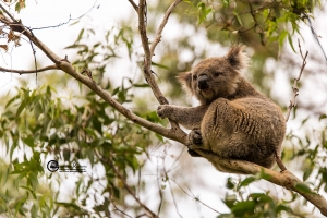 australia-39