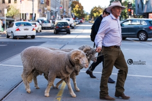 australia-75