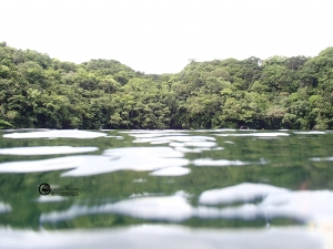 Palau Jellyfish Lake