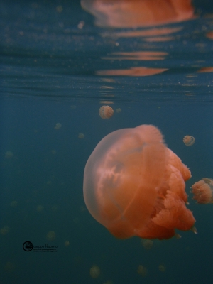 Palau Jellyfish Lake