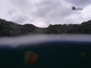 Palau Jellyfish Lake