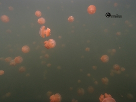 Palau Jellyfish Lake