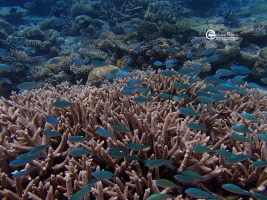 Palau