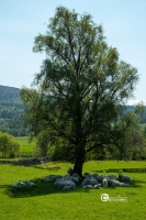 scozia-0518-23